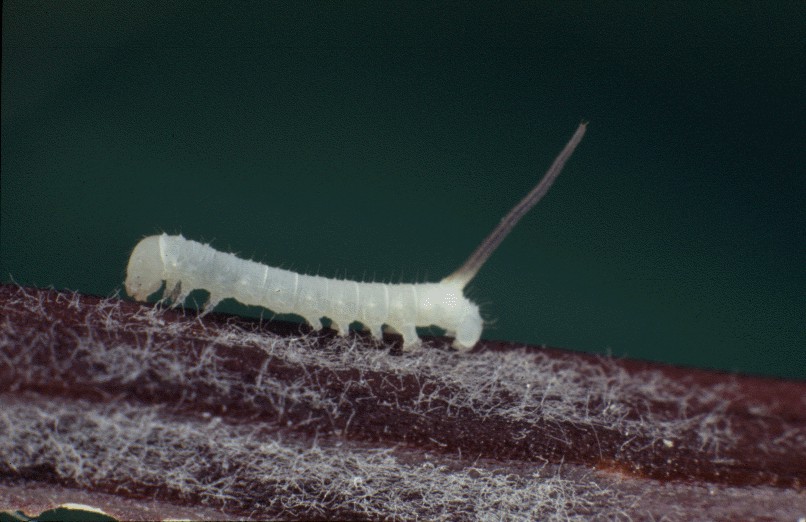 1st larva